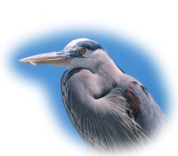 Blue Heron Audubon Preserve