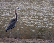 Blue Heron