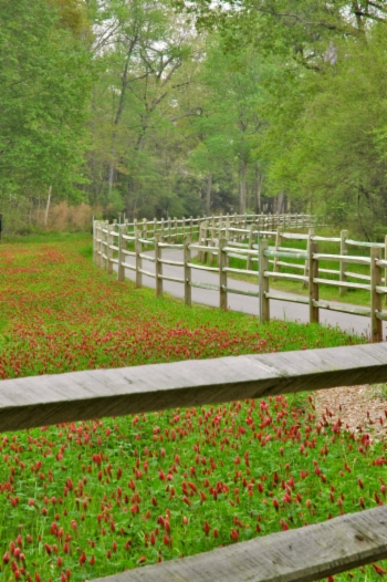 Great Swamp Sanctuary Pathway
