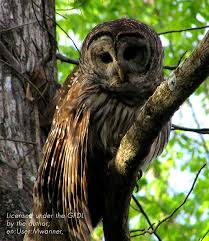 Lowcountry Owl