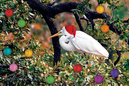 hhcs christmas egret