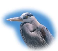 Blue Heron Audubon Preserve