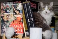 Edisto Kitty Shopping 6