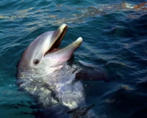 Dolphin and Nature Watching Excursion
