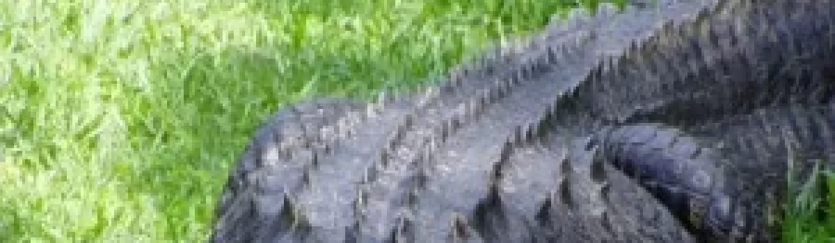 Edisto Beach | Day Trips