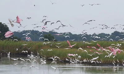 Bear Island Wildlife Management Area Bear Island Wildlife Management Area