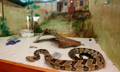 Edisto Island Serpentarium Edisto Island Serpentarium