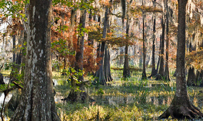 Savannah National Wildlife Refuge