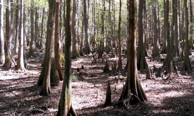 Tillman Sand Ridge Wildlife Management Area Tillman Sand Ridge Wildlife Management Area