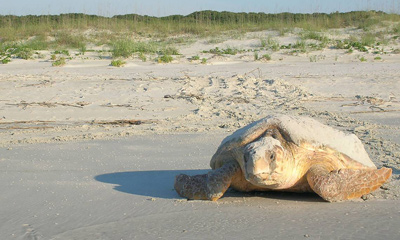Turtle Island Wildlife Management Area
