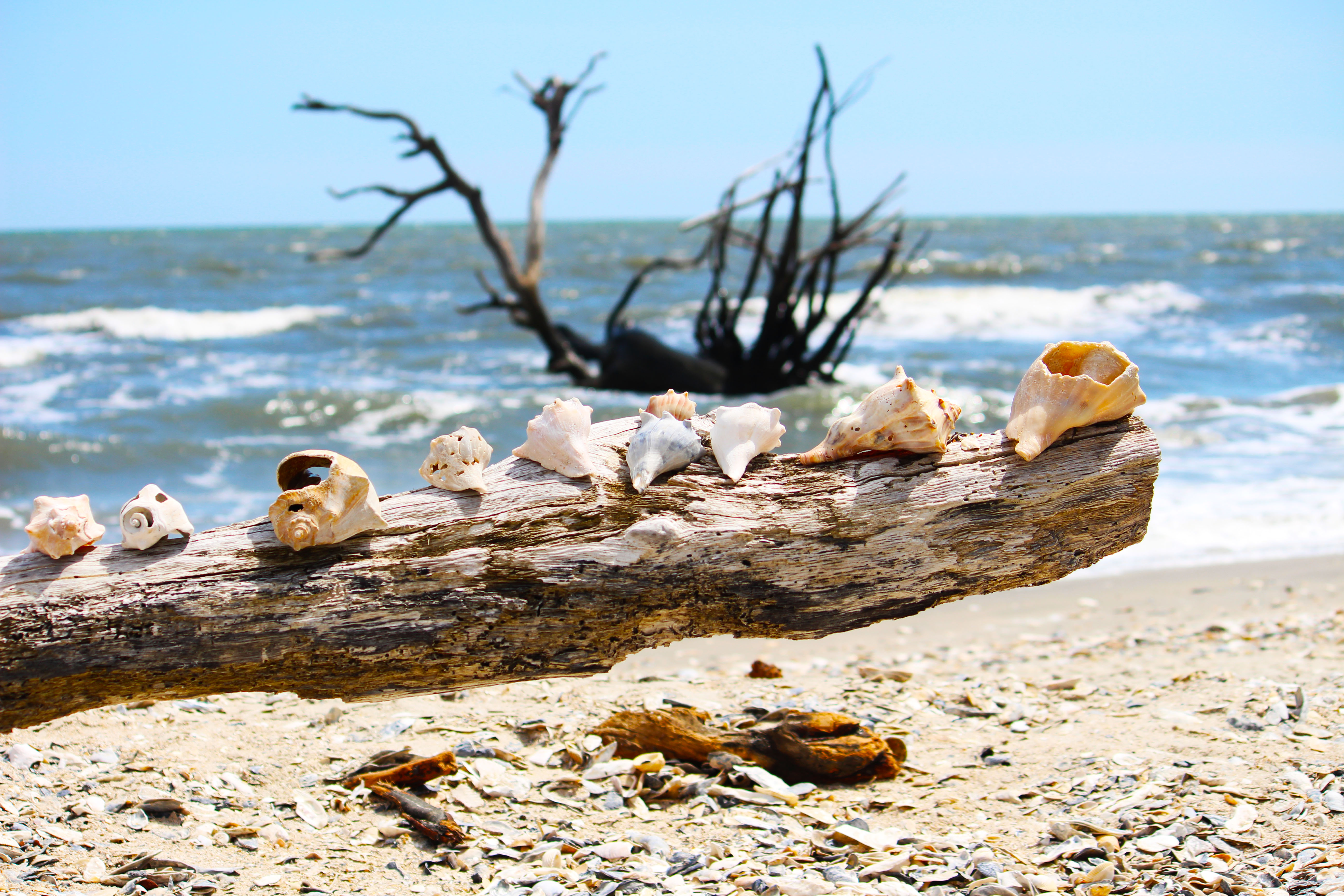 Botany Bay shells