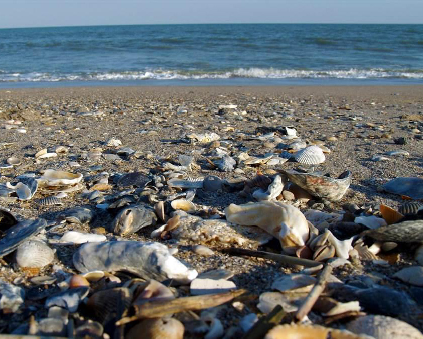 Edisto Beach State Park seashells.
