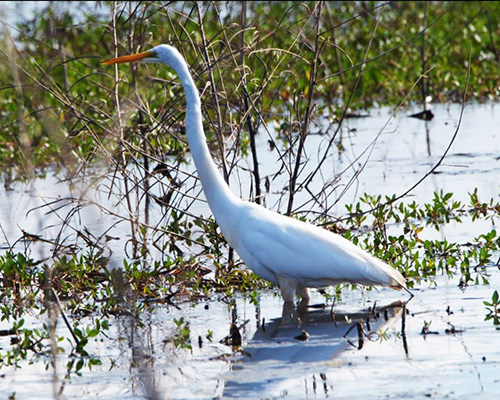 Savannah National Wildlife Refuge egret.