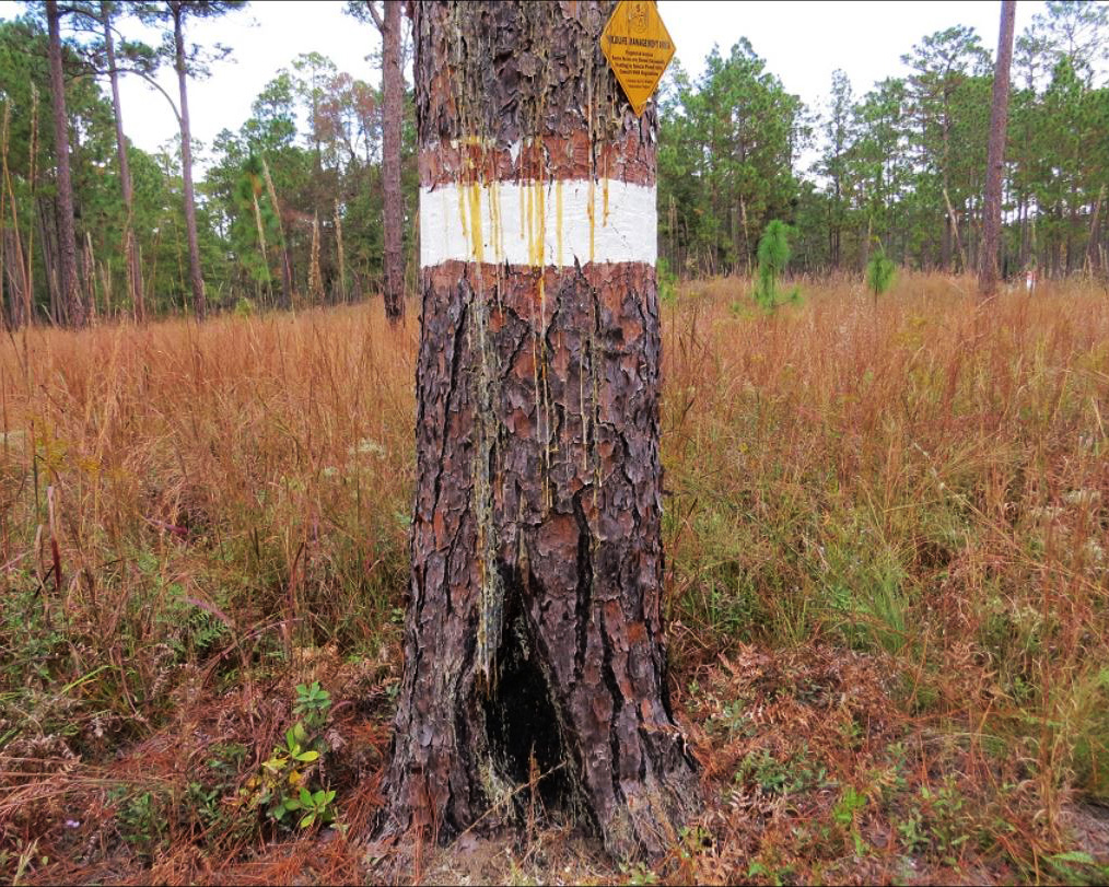 Webb Wildlife Management Area trees marked for red-cockaded woodpecker