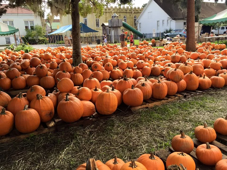 Pumpkin patch