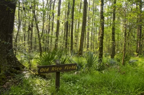 edisto nature trail, jacksonboro, sc