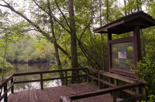 edisto nature trail, jacksonboro, sc