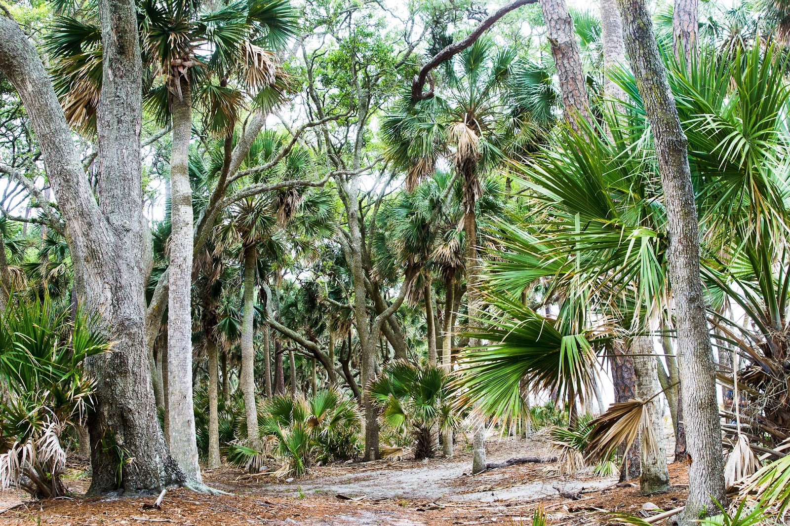 hunting island state park