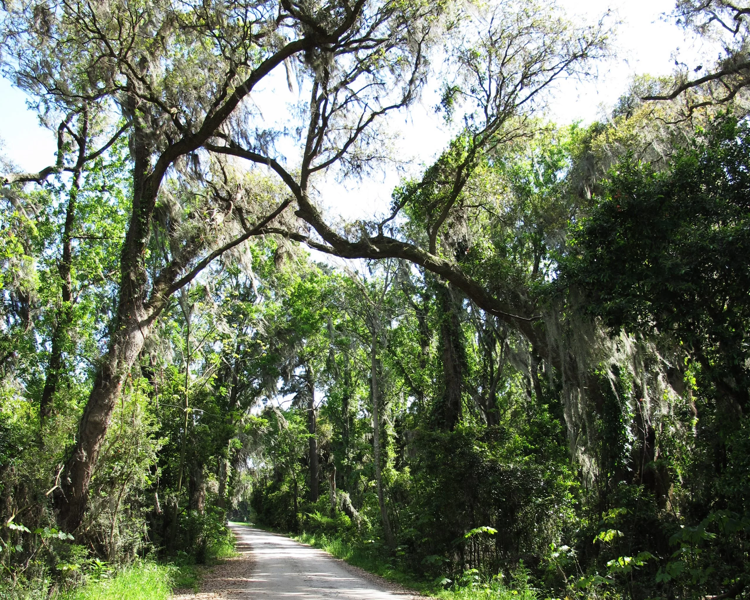 Savannah National Wildlife Refuge Trails - Hiking In Savannah GA