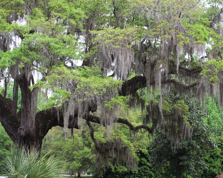 Spanish Moss South Carolina Lowcountry