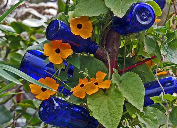 blue bottle tree wrapped in flower vines