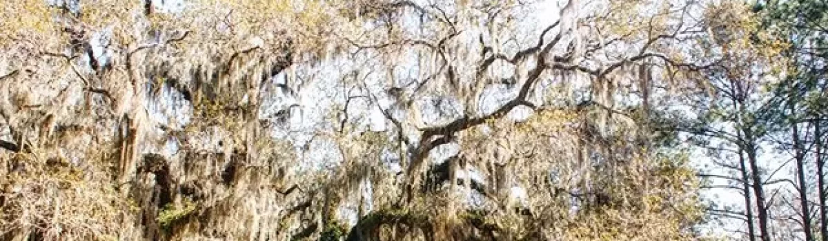 Daufuskie Island | Real Estate