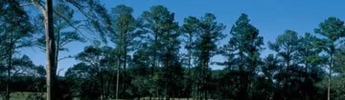 Bluffton Area | Golf Courses