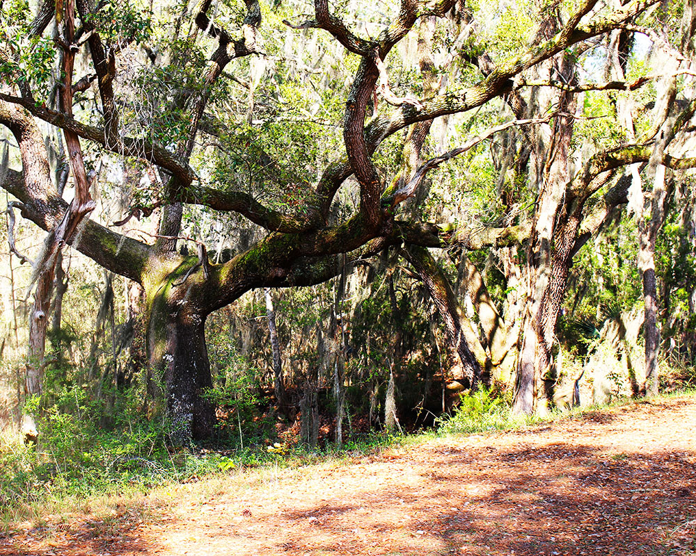 Top Ten Natural Wonders to See Between Charleston and Savannah