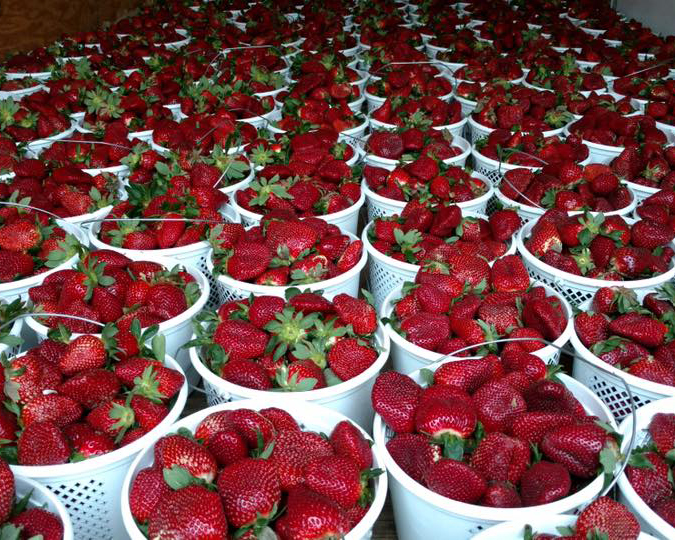 Local Strawberries - Farmers Market