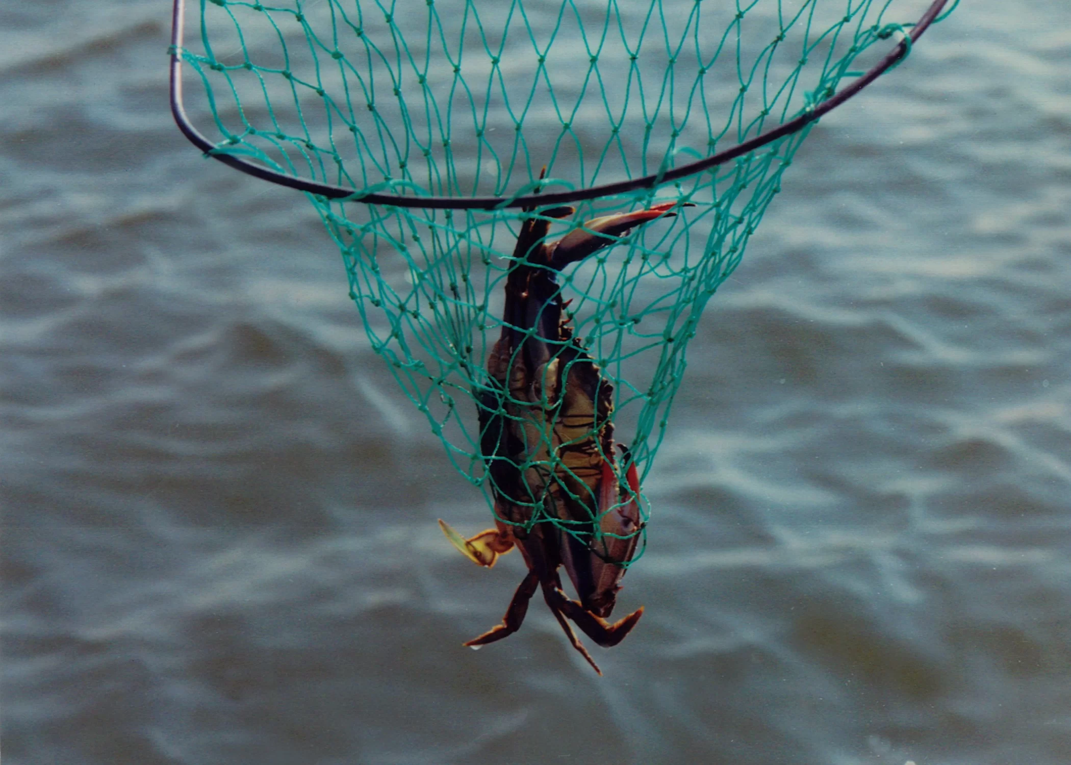 Hilton Head Blue Crab Discovery South Carolina Lowcountry