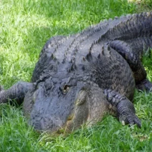 Edisto Serpentarium Alligator