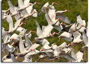 images_White-Ibis-Savannah-NWR.jpg