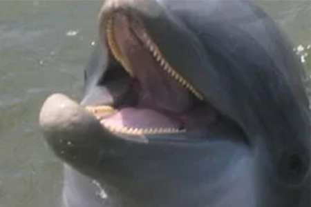 Dolphin Tour